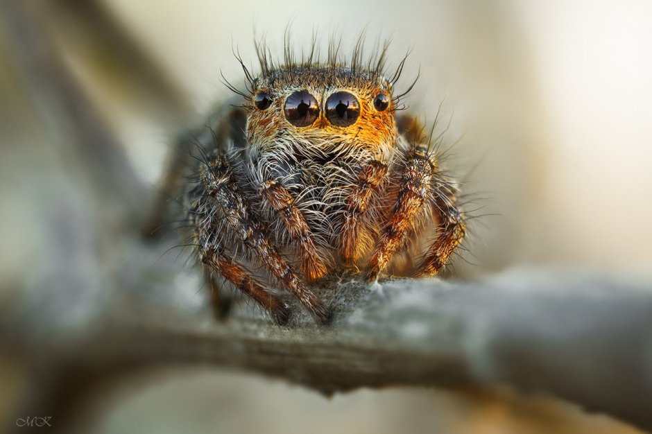 Паук скакунчик мохнатый