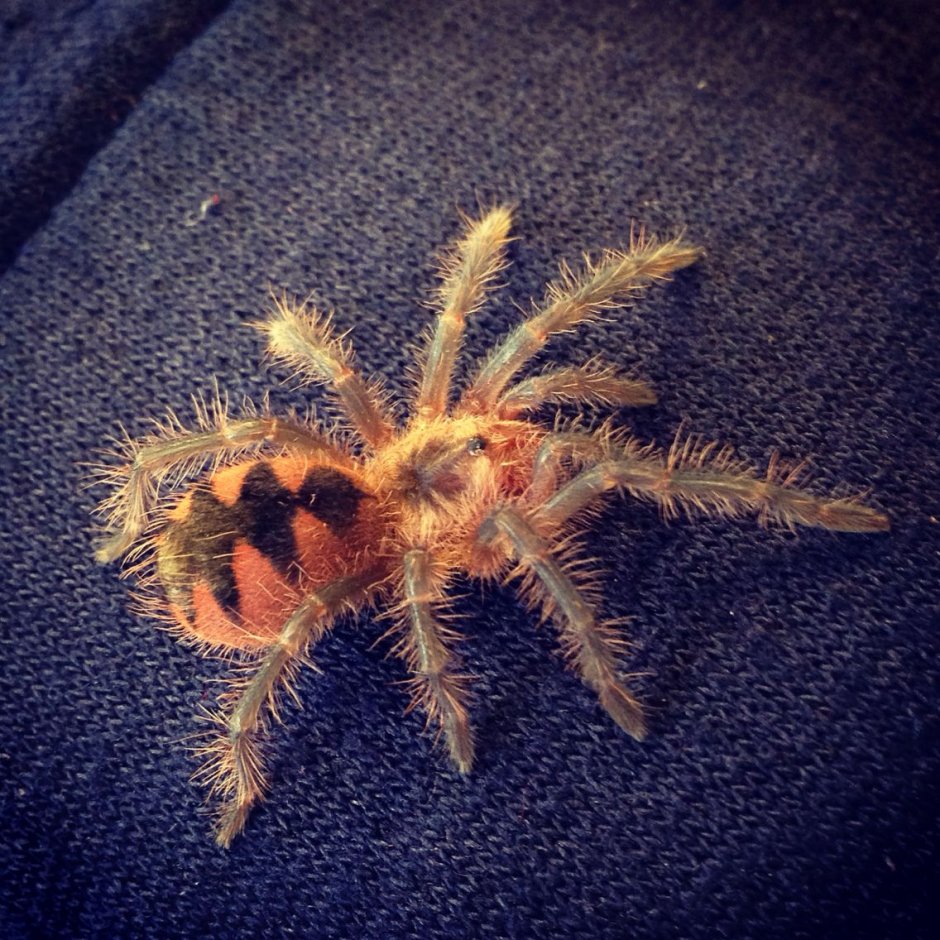 Золотистый Тарантул