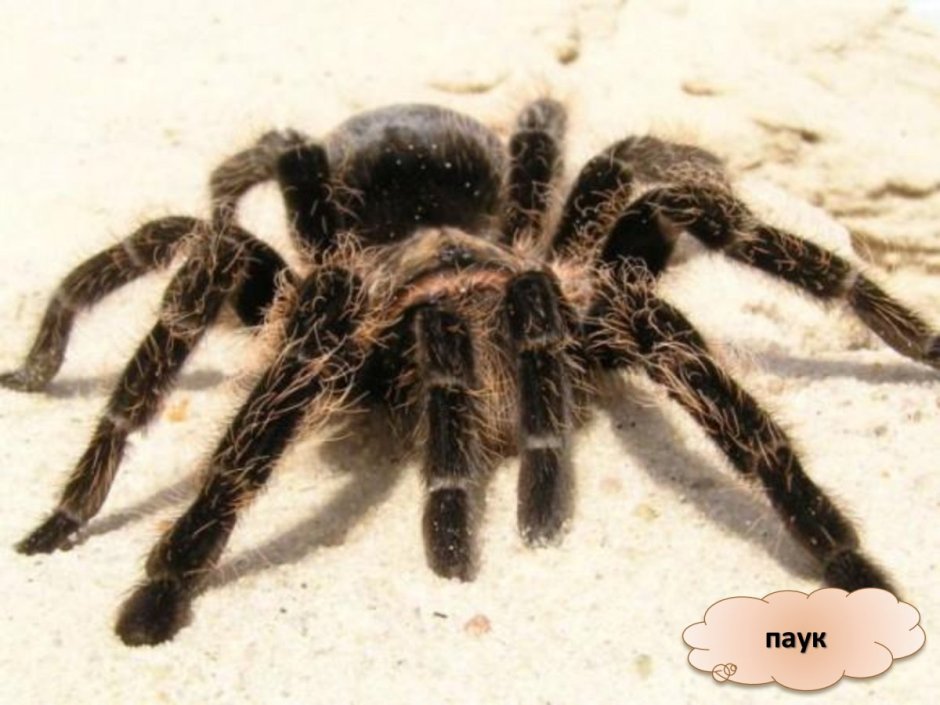 Большой мохнатый паук