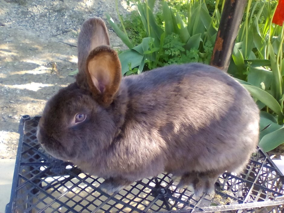 Голландский кролик