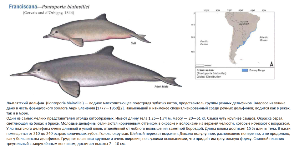 Pontoporia blainvillei