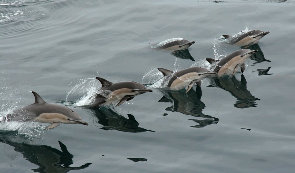 Белобочка в Азовском море