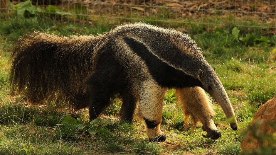 Гигантский муравьед Южной Америки