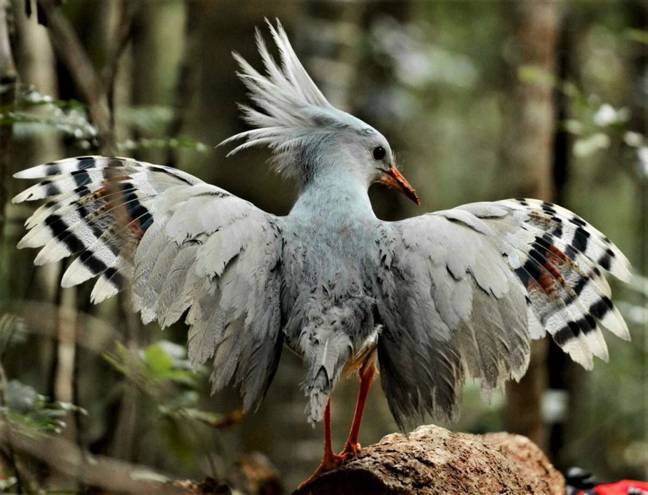 Кагу (Rhynochetos jubatus)