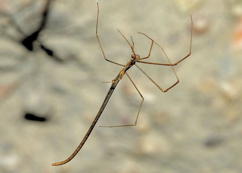 Ariamnes colubrinus