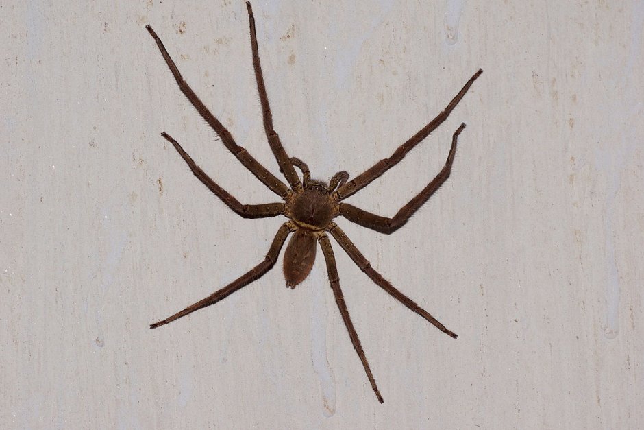 Heteropoda venatoria гетеропода венатория