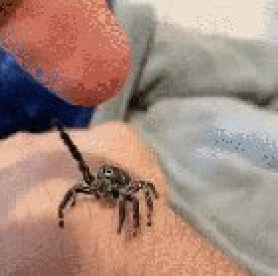 Самые милые пауки