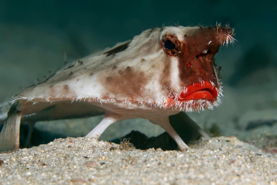 Морской нетопырь Дарвина