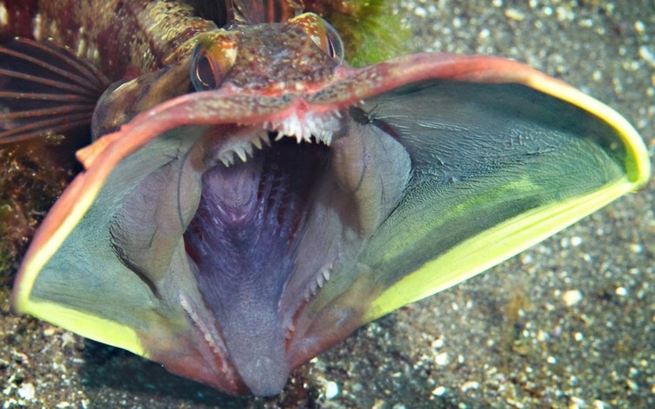 Морская собачка Павлин черное море