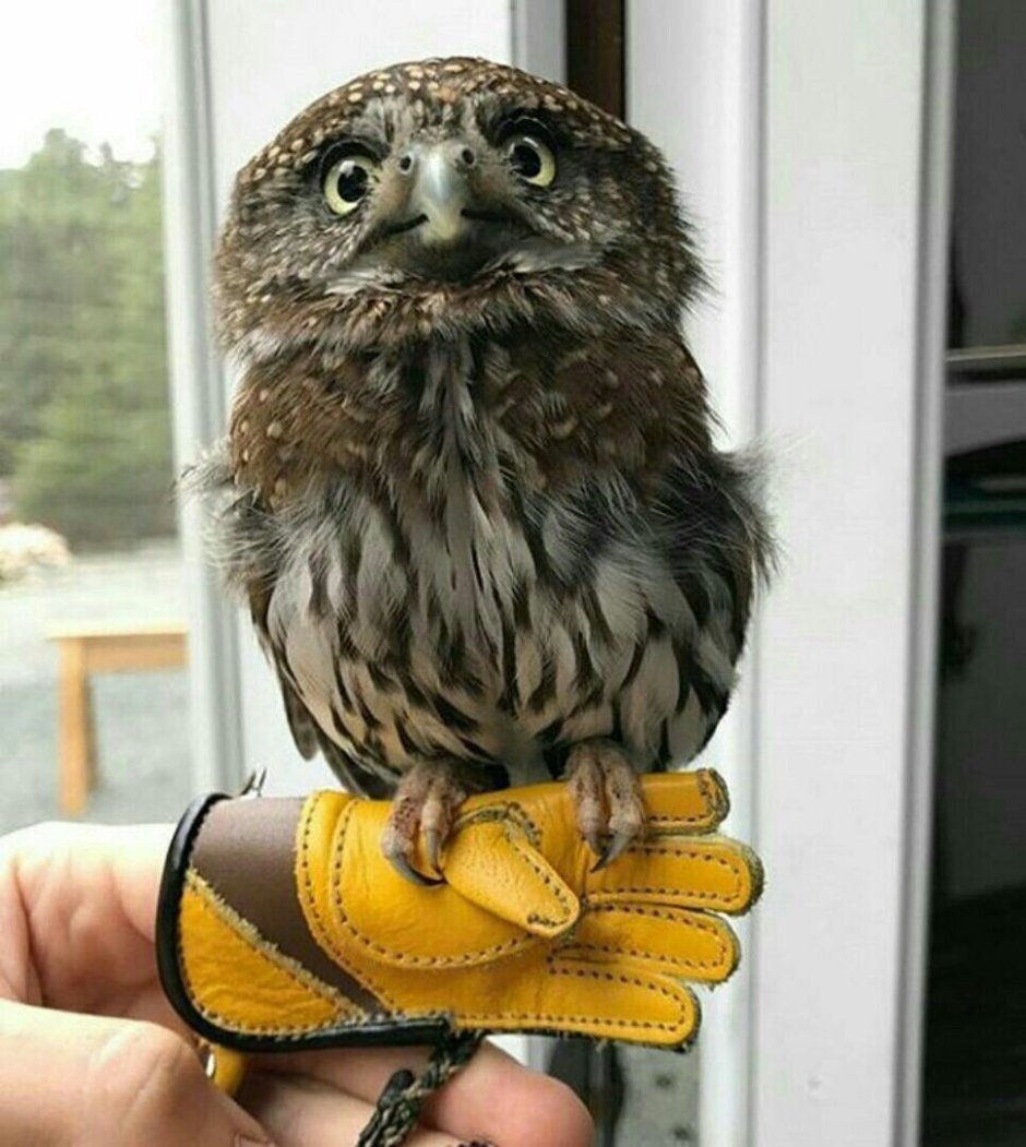 Маленькие домашние Совы