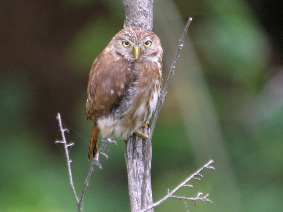 Glaucidium peruanum