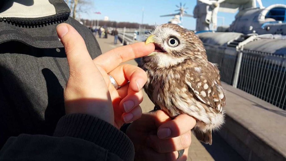 Домовой Сыч птенец
