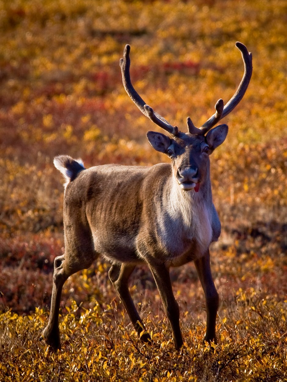 Сибирский Северный олень (Rangifer tarandus sibiricus)