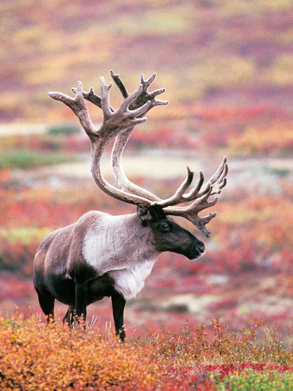 Лесной Северный олень (Rangifer tarandus fennicus Lonnberg, 1909)