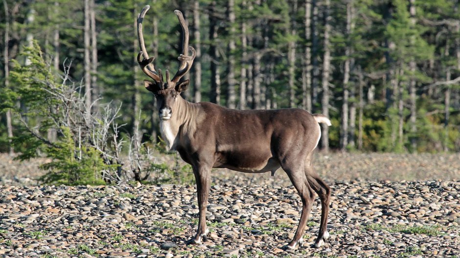 Сибирская косуля capreolus pygargus