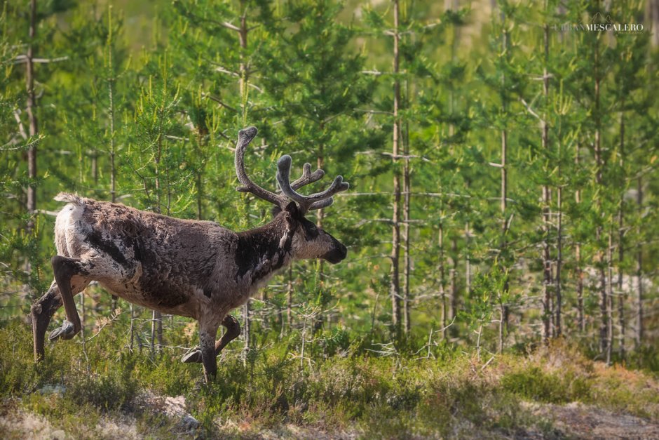 Северный олень Карибу в Северной Америке