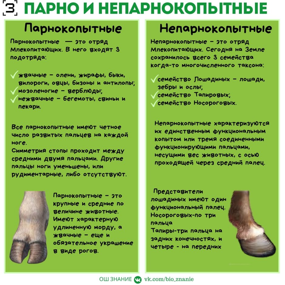 Непарнокопытные бык