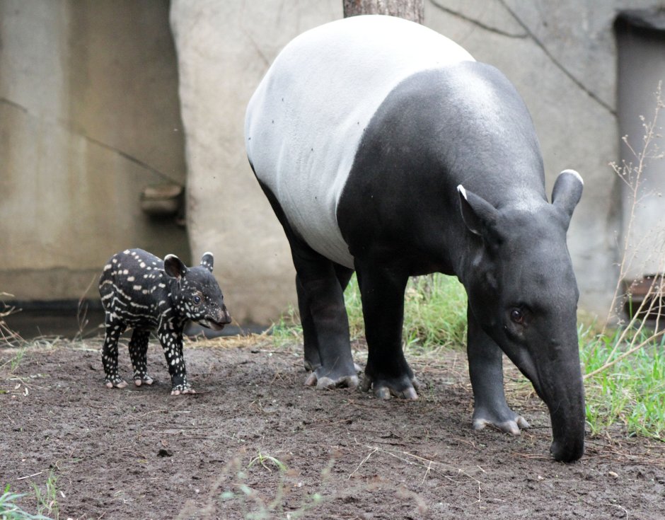 Равнинный тапир (Tapirus terrestris)