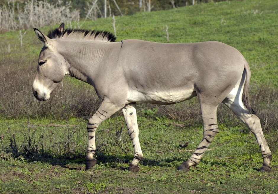 Дикий осел онагр
