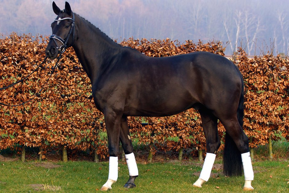 Warmblood Stallion