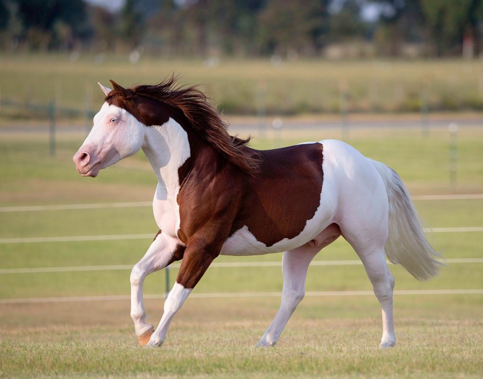 Лошадь породы Gypsy Vanner