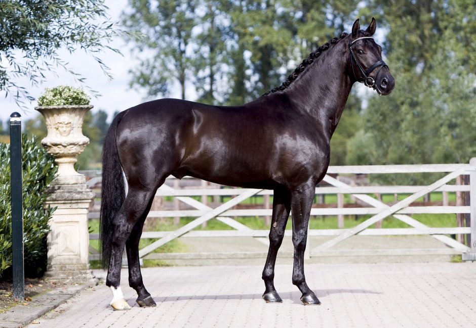 Marwan al Shaqab