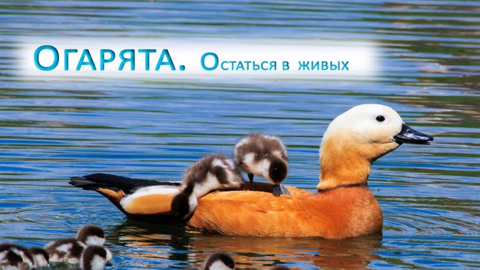 Утка Огарь и Мандаринка