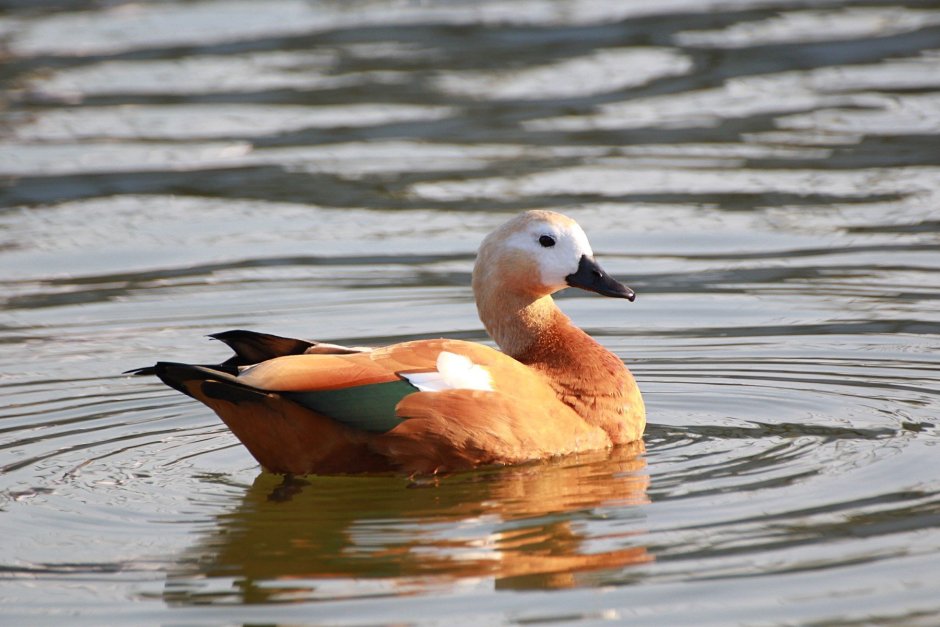 Синьга Melanitta nigra