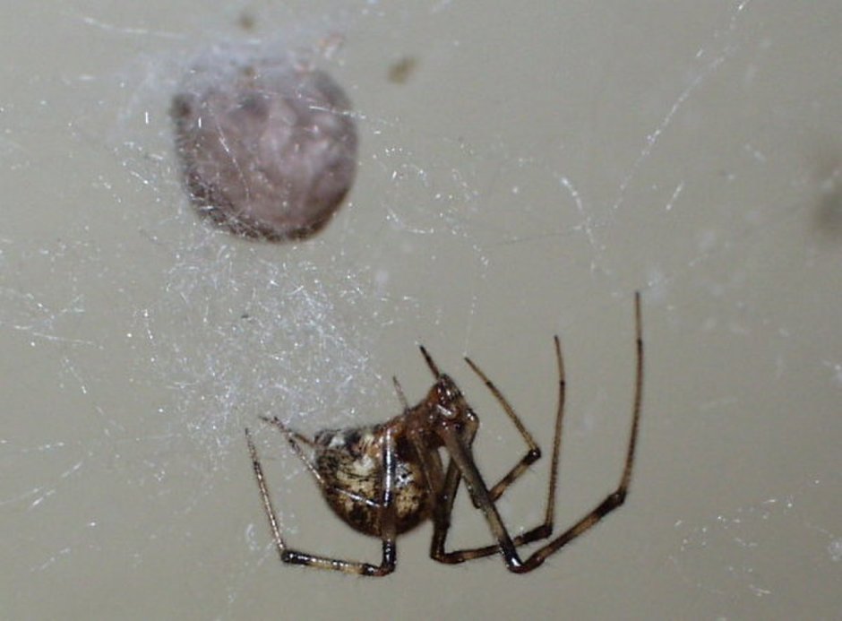 Parasteatoda tepidariorum