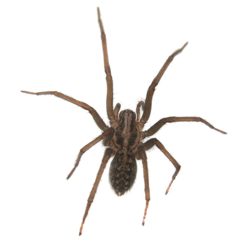 Pholcus phalangioides