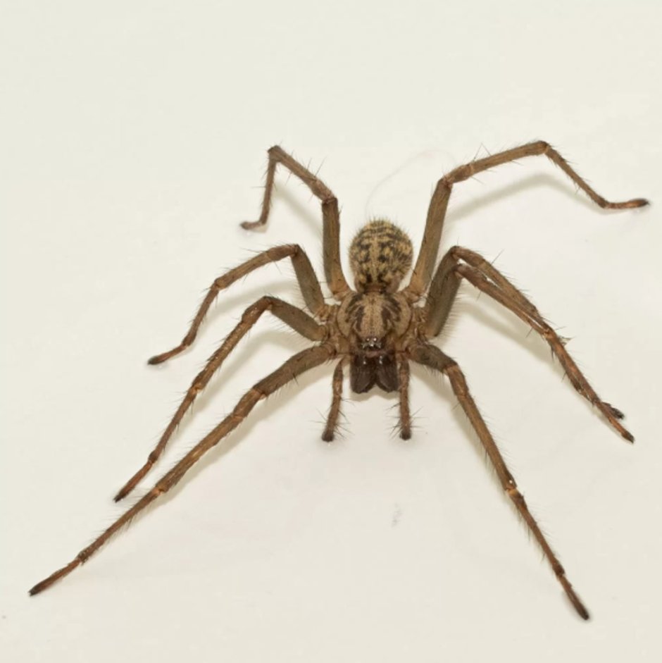 Паук Tegenaria atrica