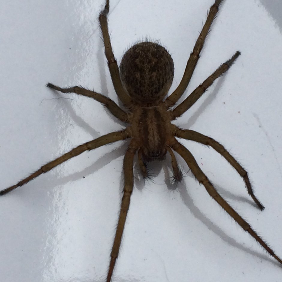 Домовой паук Tegenaria Agrestis