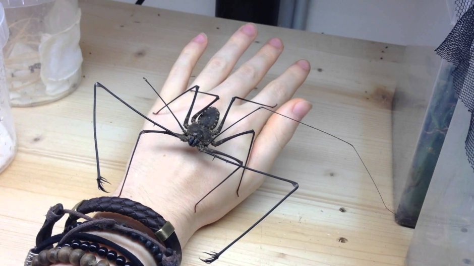 Домовый паук Tegenaria domestica
