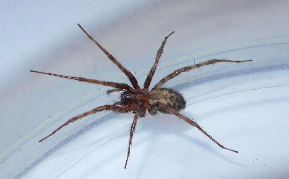 Домовой паук Tegenaria Agrestis