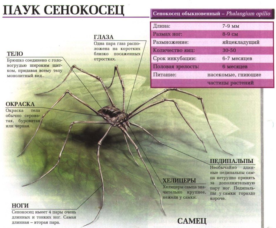 Опасен ли паук сенокосец