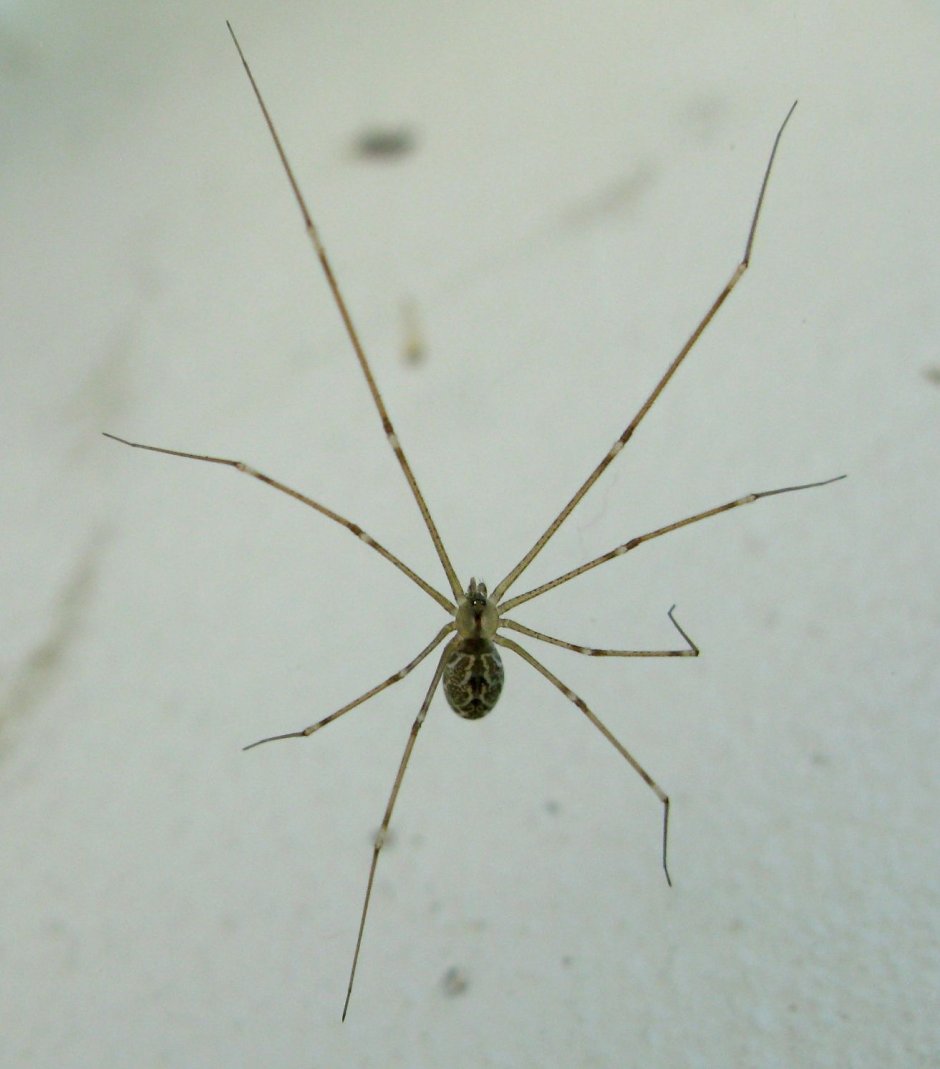 Домовой паук Tegenaria Agrestis