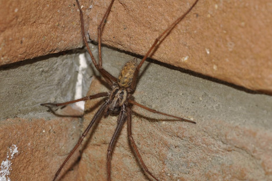 Тарантул Lycosa Narbonensis