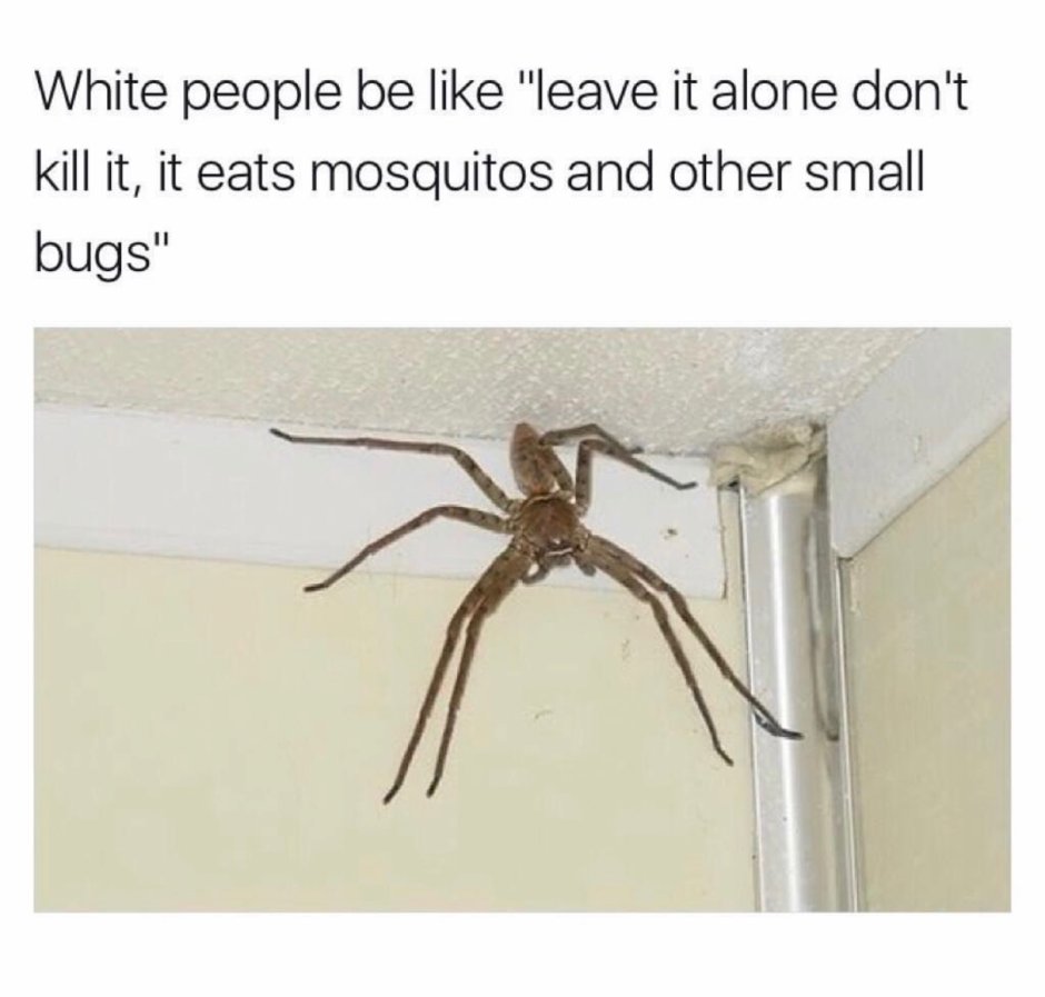 Паук Loxosceles reclusa