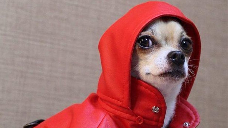 Чихуахуа в стон Айленд