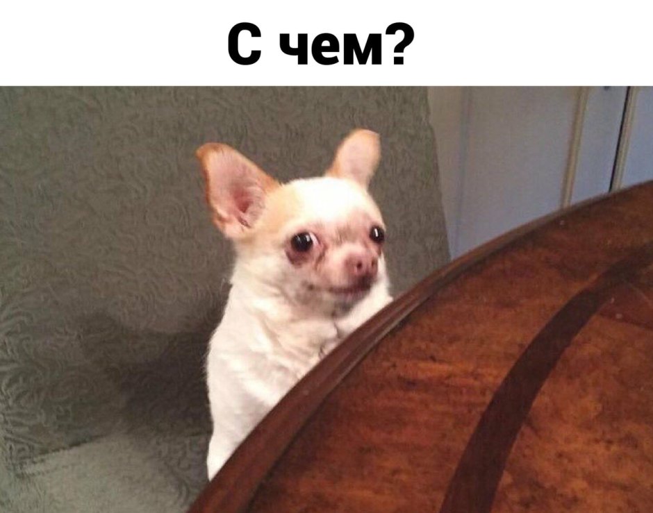 Мем с собакой чихуахуа