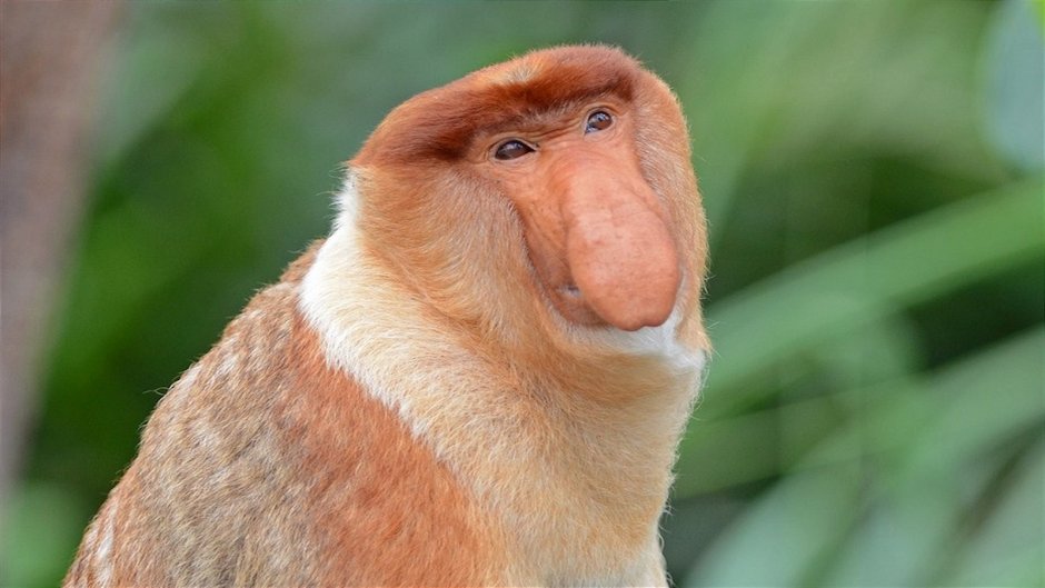 Proboscis окрас