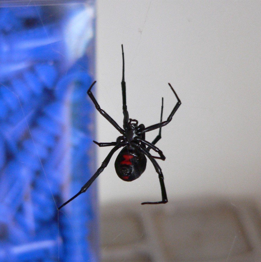 Чейчуйшатый американский паук