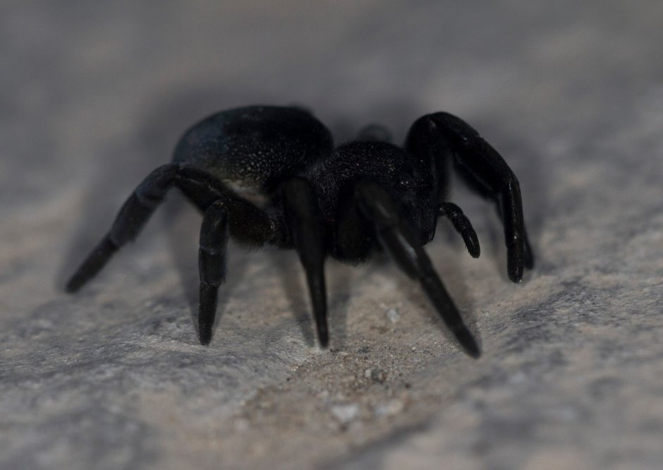 Черная вдова паук