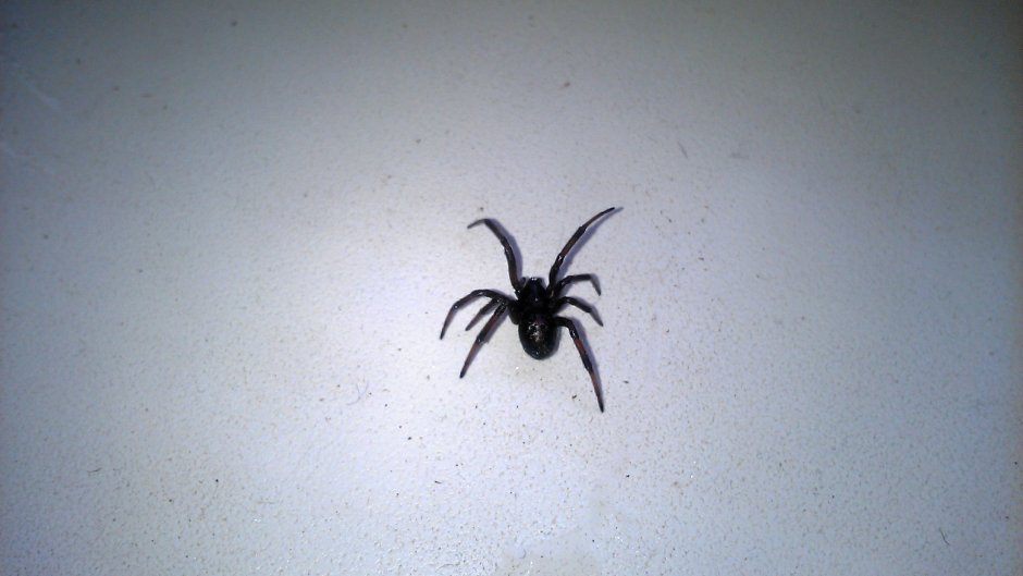 Черная вдова паук в Астраханской области