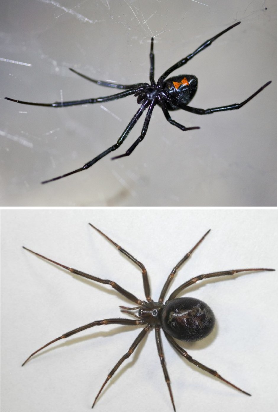 Паук Каракурт черный