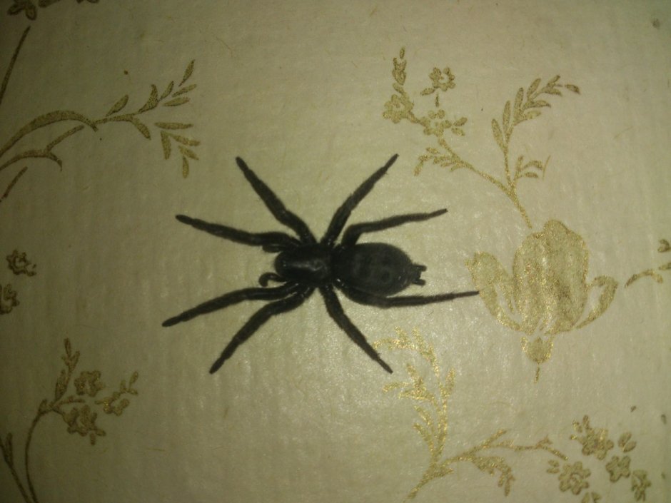 Паук черный домашний большой