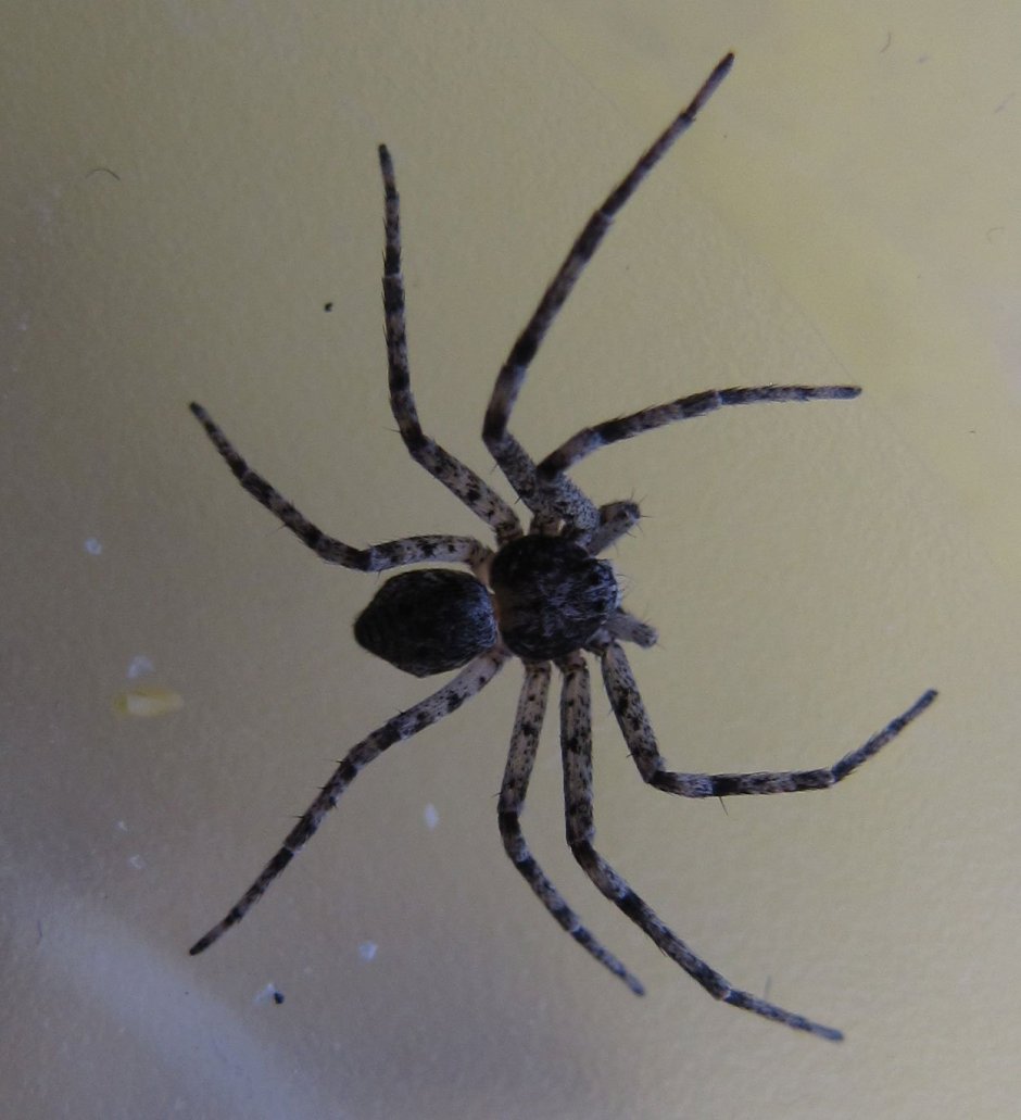 Паук Мизгирь маленький