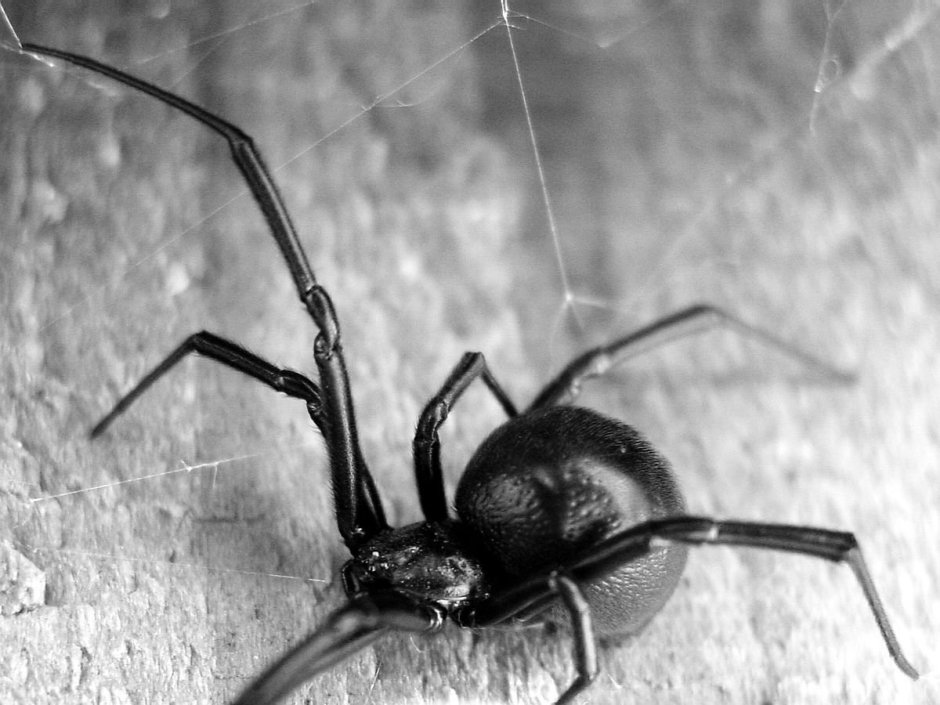 Черная вдова паук