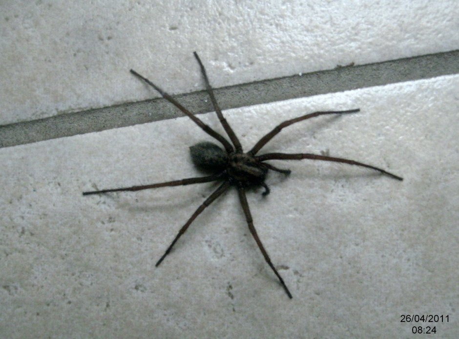 Чёрный паук в доме
