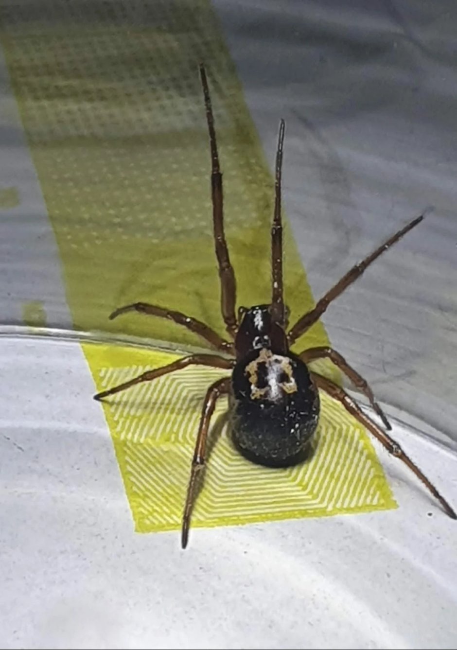 Steatoda Nobilis паук чёрный